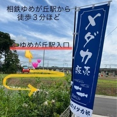 9月10日午前中！　部活動中でーす❗️改良めだか販売。　横浜市泉...