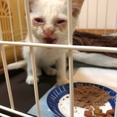 野良猫のTNR・保護活動に興味ある方