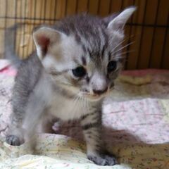 保護猫のお母さんから誕生した男の子