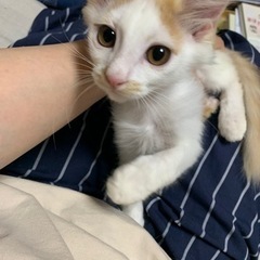 長毛茶白の子猫 里親様募集中です