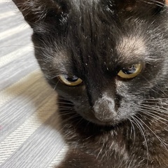 里親探してます。