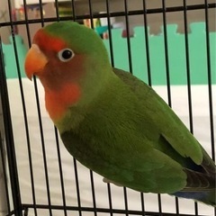 コサクラインコ