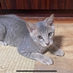 可愛い男の子、子猫の里親募集