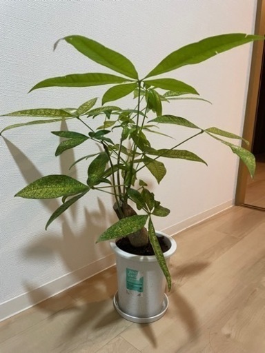 パキラ