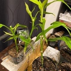 観葉植物 