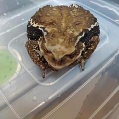 アズマヒキガエル
