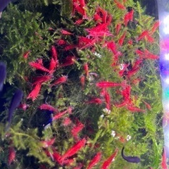 年末年始　当日連絡OK,手渡し限定　レッドチェリーシュリンプ・烈火シュリンプ:10匹500円、ブラックモーリーの画像