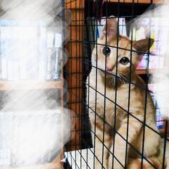 生後４〜５ヶ月の子猫♂オス