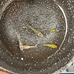 夜桜メダカ　2ペア＋メスの画像