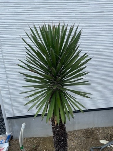 ユッカフィリフェラ 1.6m お買い得 大きい 状態良い