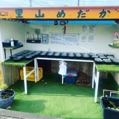 里山メダカ無人販売所　9月7日出品情報