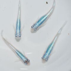 ★いろいろな種類の　高級めだか　MIX　稚魚 　10匹　.7　★