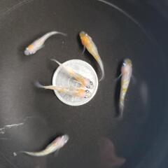 【現物出品】王華　紅白ラメメダカ　雄3雌3　合計6匹