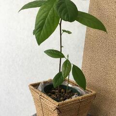 アボカド苗　２～３年もの　鉢付