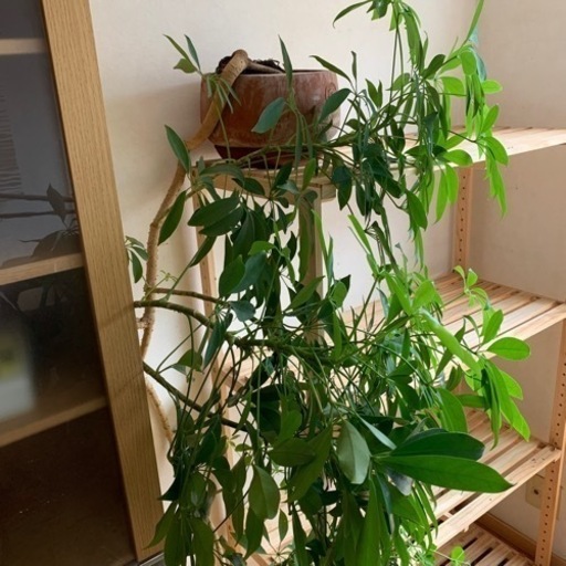 プランター