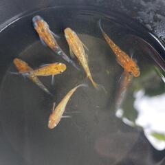 オーロララメメダカ7匹セット