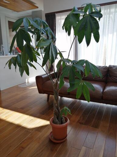 観葉植物　パキラ