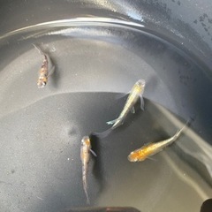 紅玉リアルロングフィン　メダカの画像