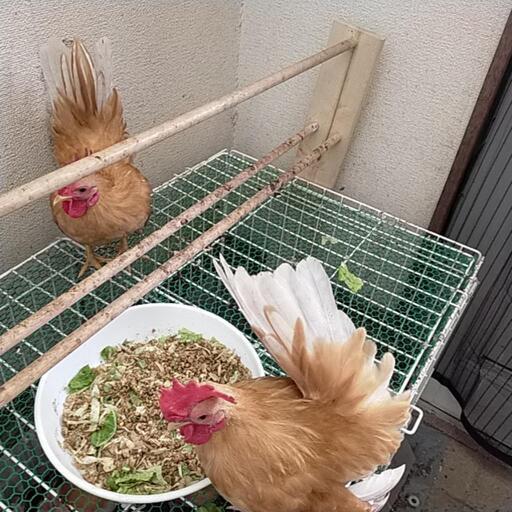 チャボ猩々種オス2羽 (ゴーヤチャンプル) 長崎のその他の里親募集