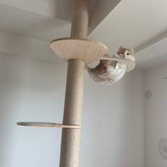 キャットタワー