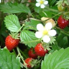 ★抜き苗★ワイルドストロベリー、ポリゴナム小苗