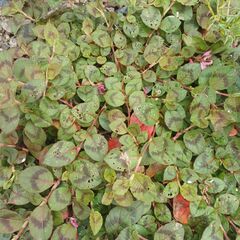 ★抜き苗★ワイルドストロベリー、ポリゴナム小苗の画像