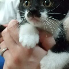 2匹兄妹で迎えられました！ずっこけ３兄妹1　なまずくん