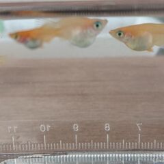 ダルマ　半ダルマ🐟️(完売)
