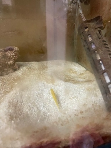 海水魚 飼育セット 一式  生体付き