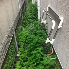 この雑草の名前を教えて下さい