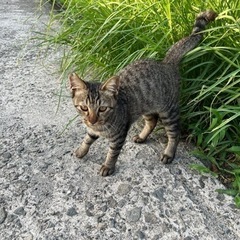 子猫
