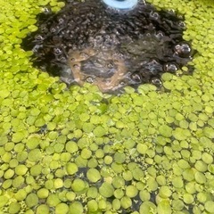 ドワーフフロッグビット(浮草)  5株　複数購入割引あり