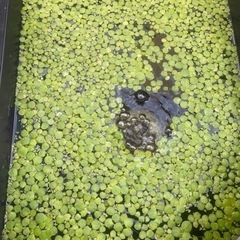 ドワーフフロッグビット(浮草)  5株　複数購入割引ありの画像