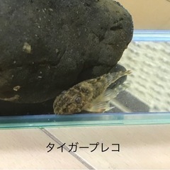 タイガープレコ　体長約6㎝