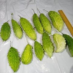 色々ゴーヤセット⑤　サラダゴーヤ　白ゴーヤ　ミックス　野菜　野菜...