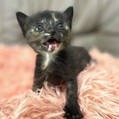 保護子猫♀パセリちゃん　愛嬌抜群