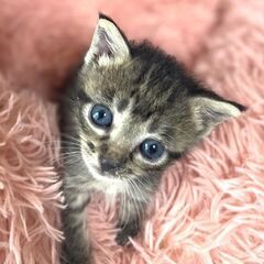 保護子猫♂ぎんなんちゃん　愛嬌抜群