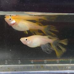 メダカ　ヒレ長　ブドウ目　卑弥呼　若魚　5匹の画像