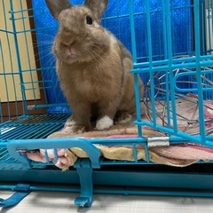 うさぎ