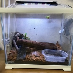 アマガエル 2匹🐸😊レプテリア300 whiteテラリウム付きも...