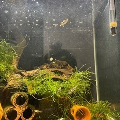 アベニーパファー観賞魚の画像