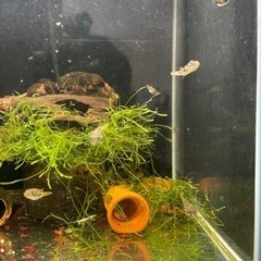 アベニーパファー観賞魚の画像
