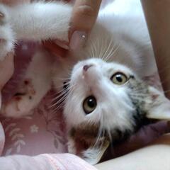 優しい里親さんを探しています。