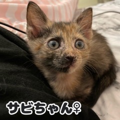 サビちゃん3ヶ月(トライアル中)