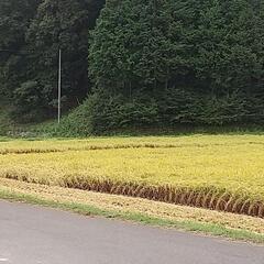 令和４年度 茨城県産 コシヒカリ 30kg