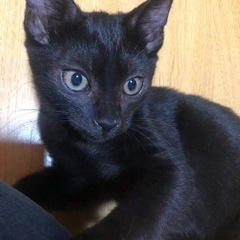 イケメン黒猫ちゃん♪
