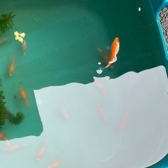 錦鯉　紅白　5センチ〜　当歳魚