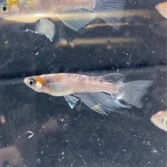 紅玉リアルロングフィン　メダカの画像