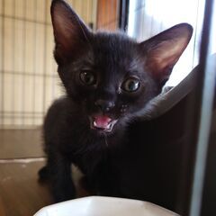 コロコロ、人が大好きな黒猫の女の子