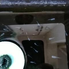 みゆきめだか　稚魚(幼魚)